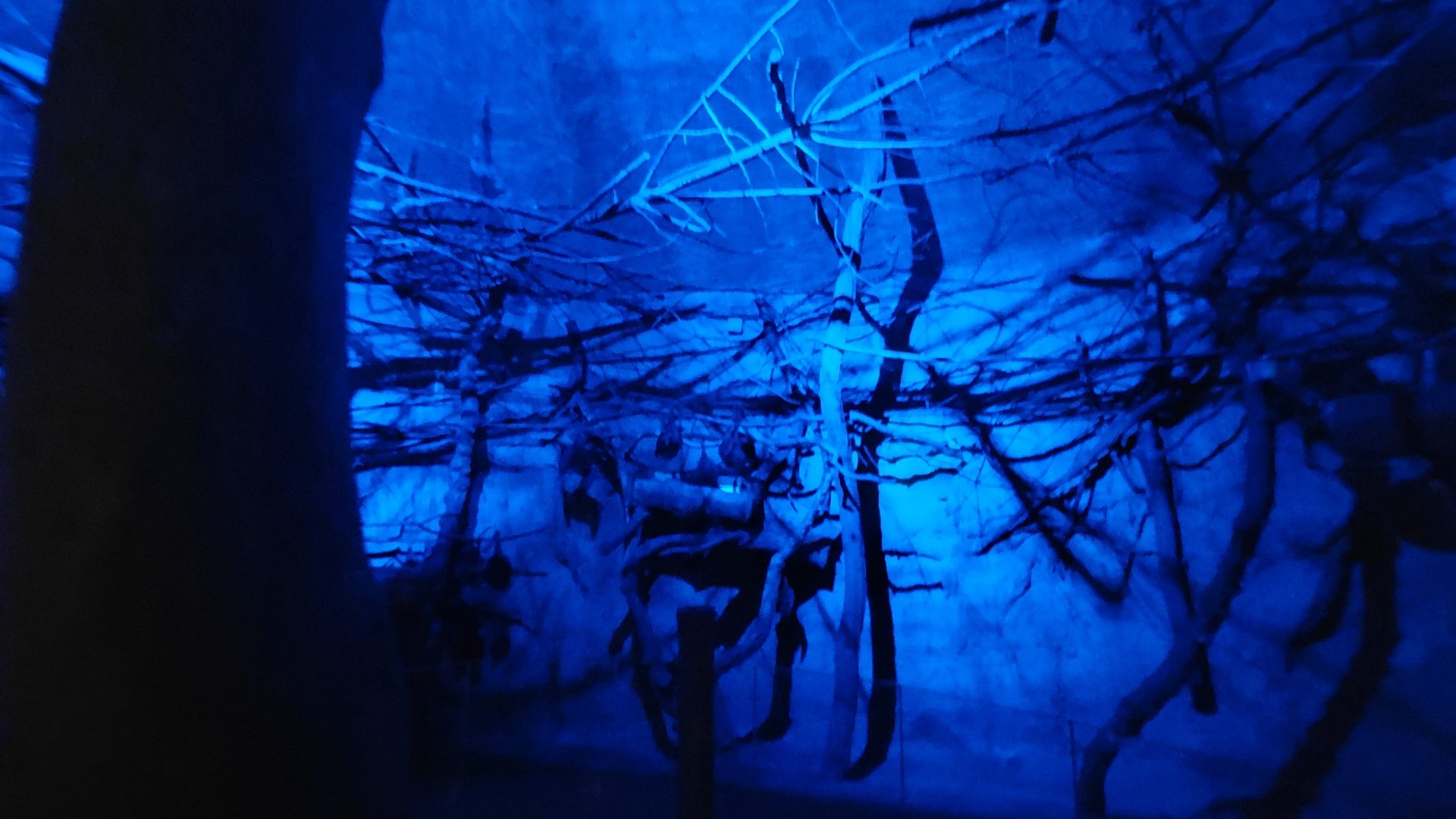 Rodrigues flying fox exhibit