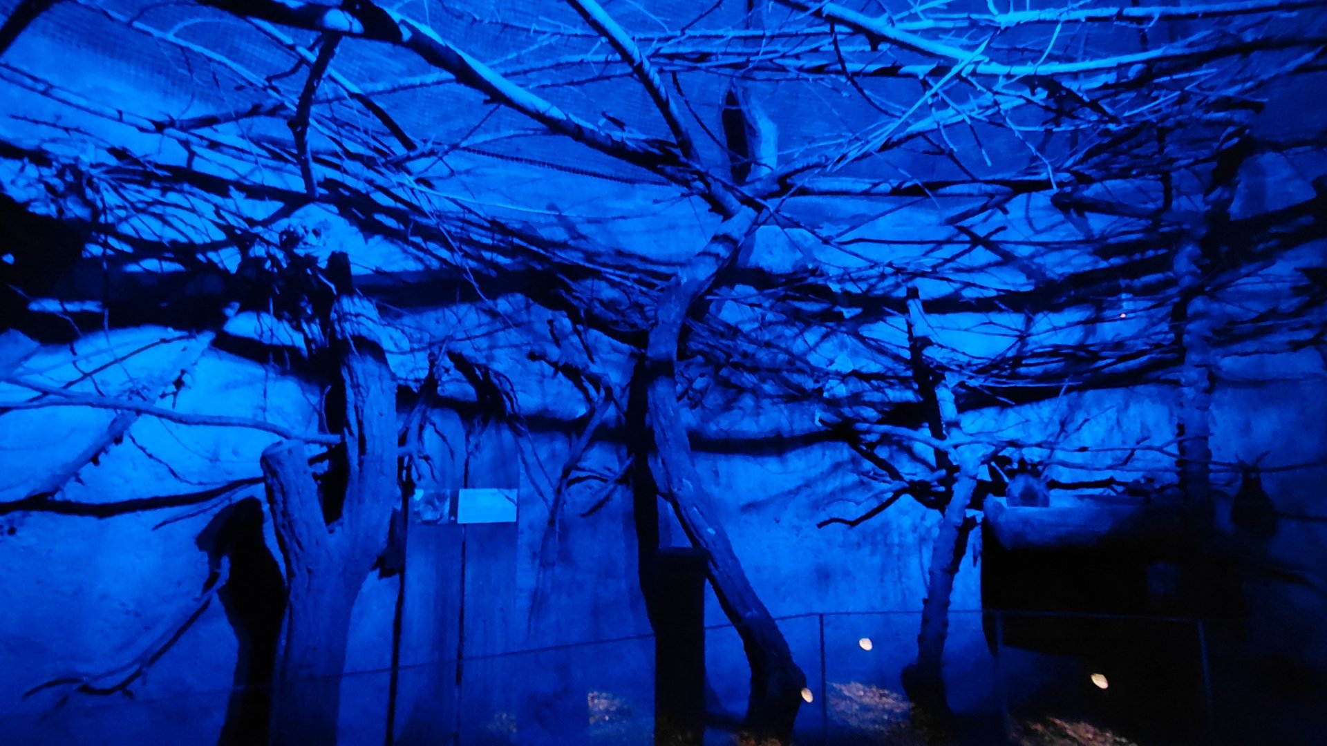 Rodrigues flying fox exhibit