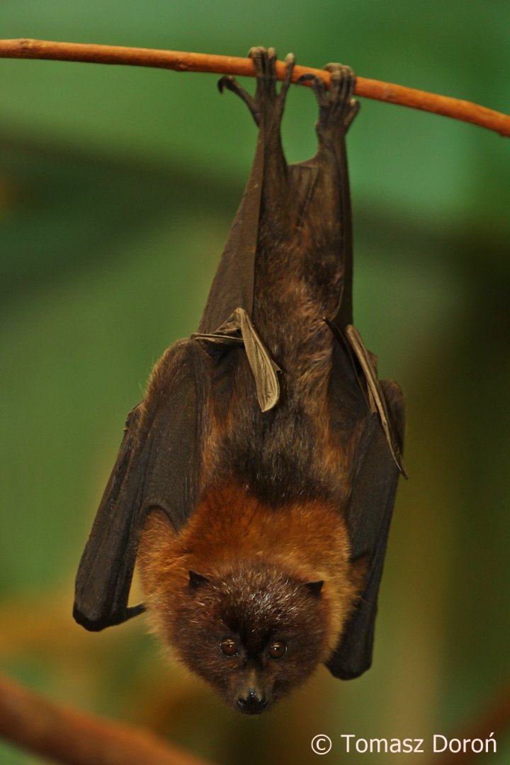 Rodrigues Flying Fox (Pteropus rodricensis), May 2018
