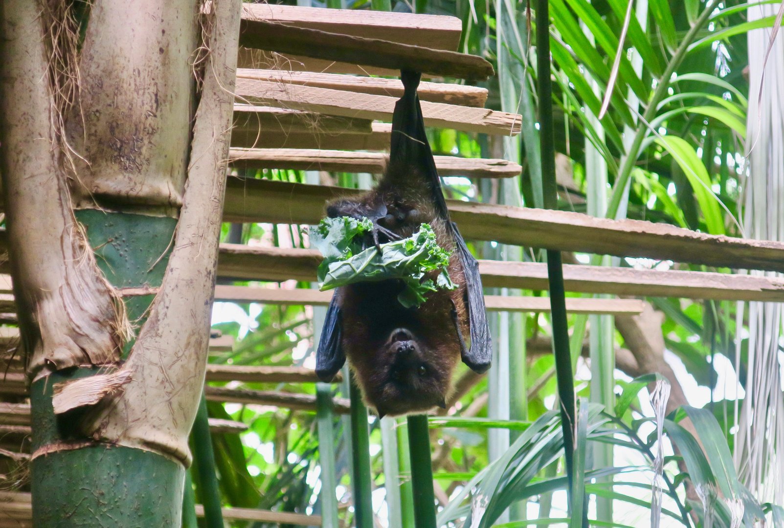 Rodrigues Flying Fox (Pteropus rodricensis)