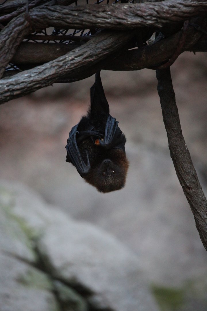 Rodrigues flying fox/ Pteropus rodricensis