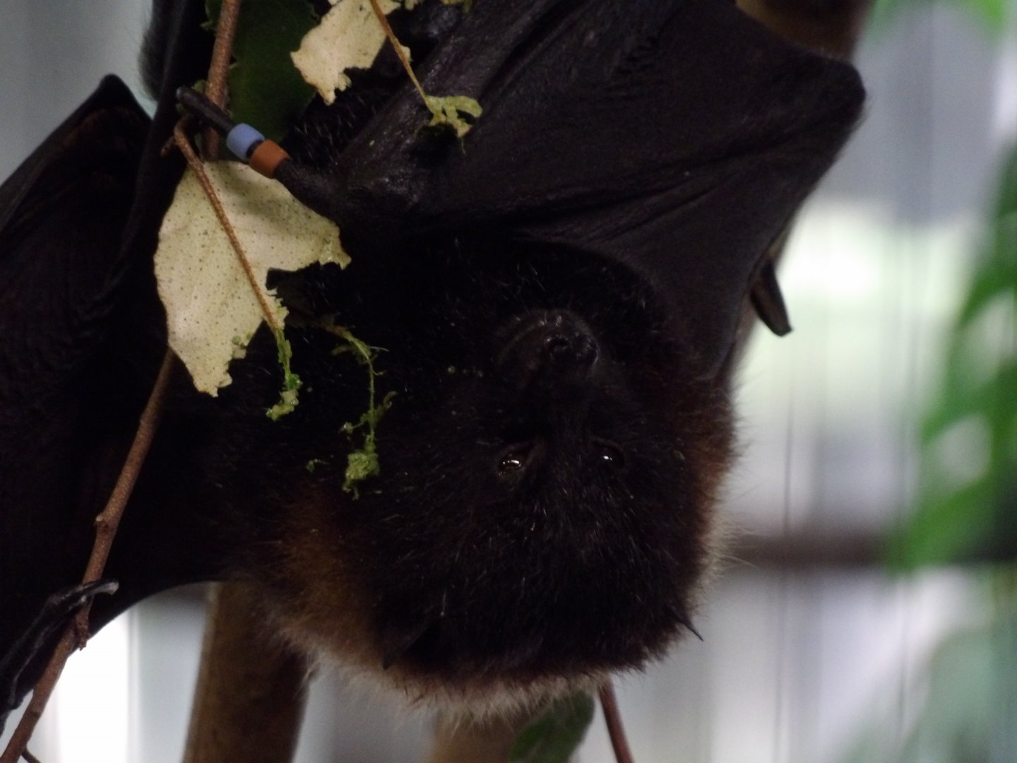 Rodrigues Flying Fox(Pteropus rodricensis)