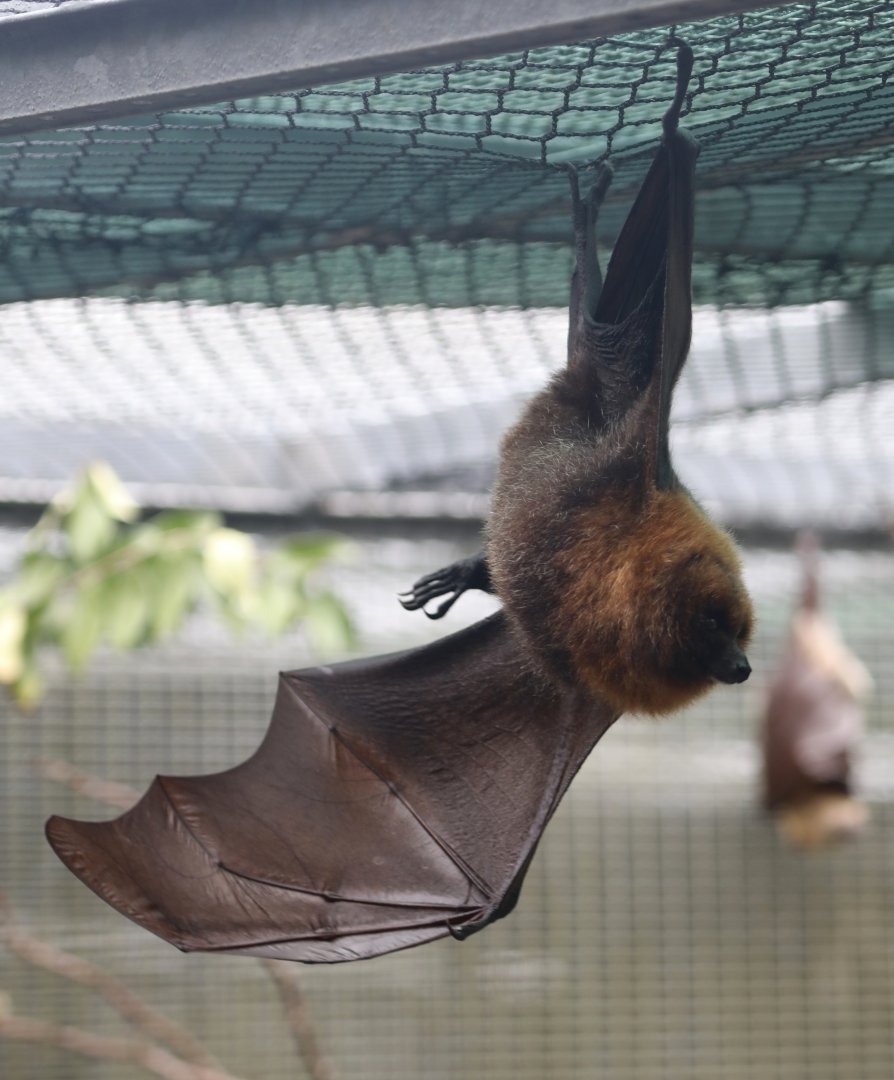 Rodrigues Flying-fox (Pteropus rodricensis)