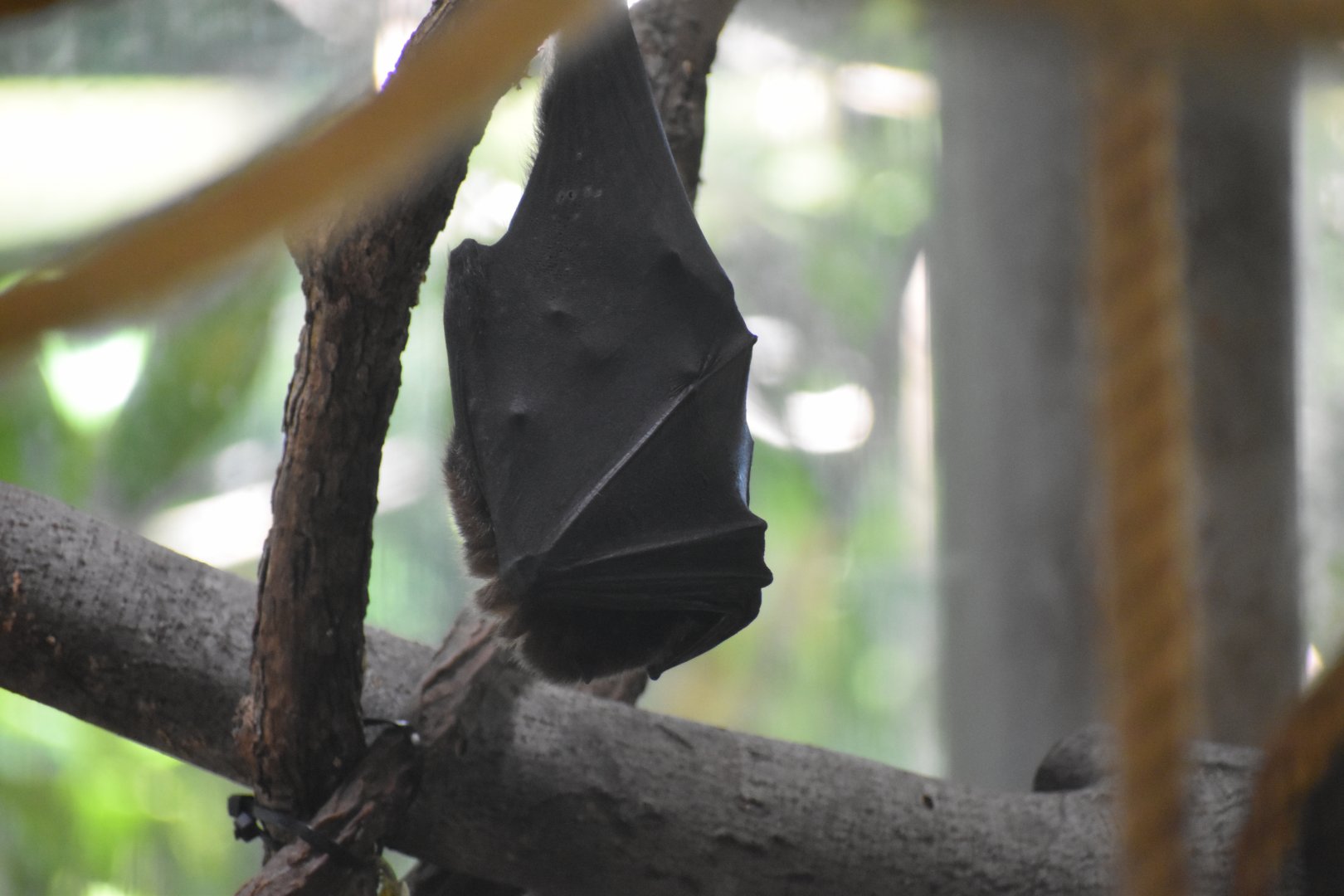 Rodrigues Flying Fox Sleeping