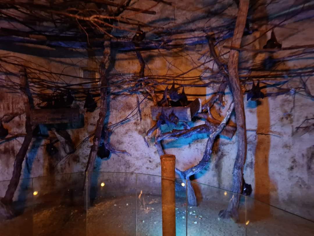 Rodrigues flying fox Walktrough exhibit