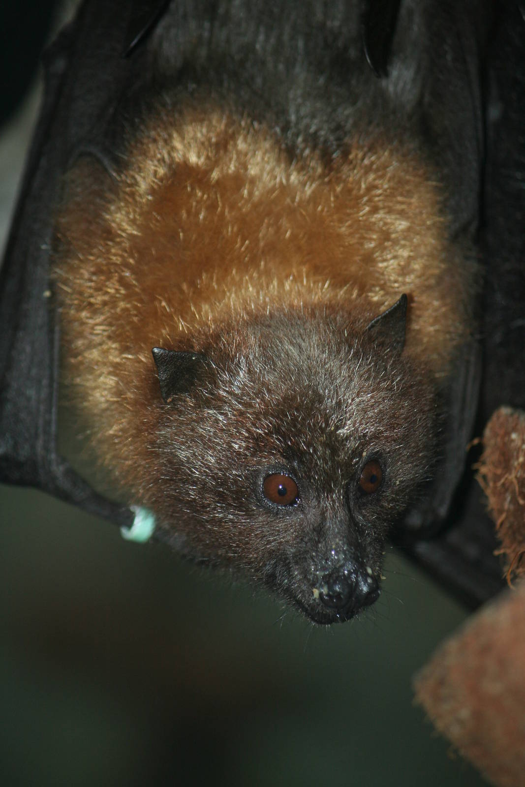 Rodrigues flying fox