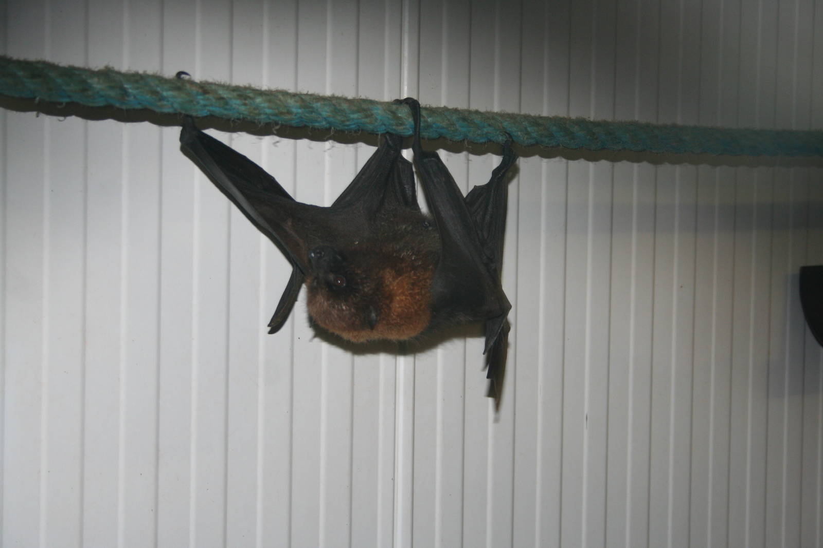Rodrigues flying fox