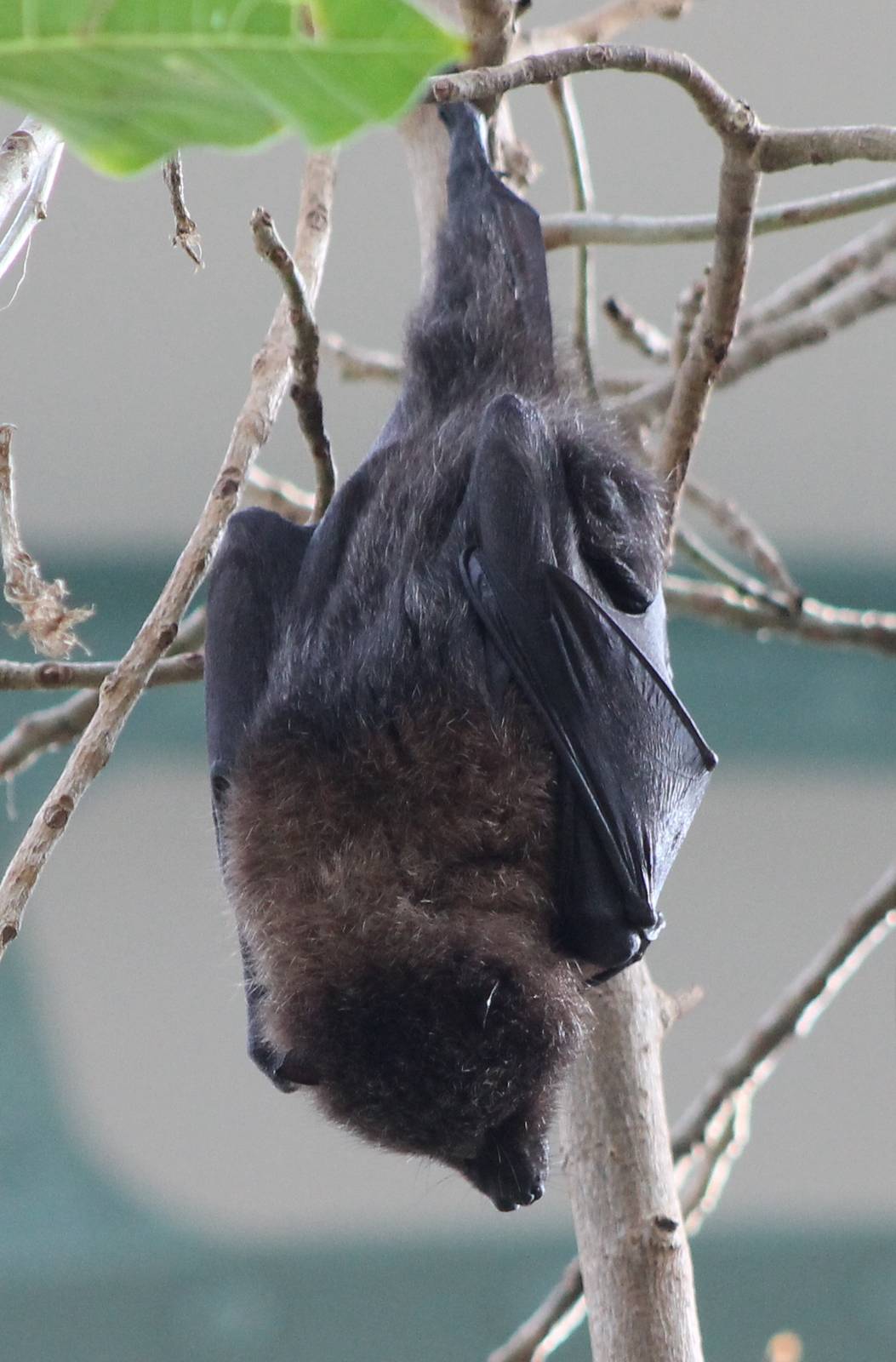 Rodrigues Flying fox