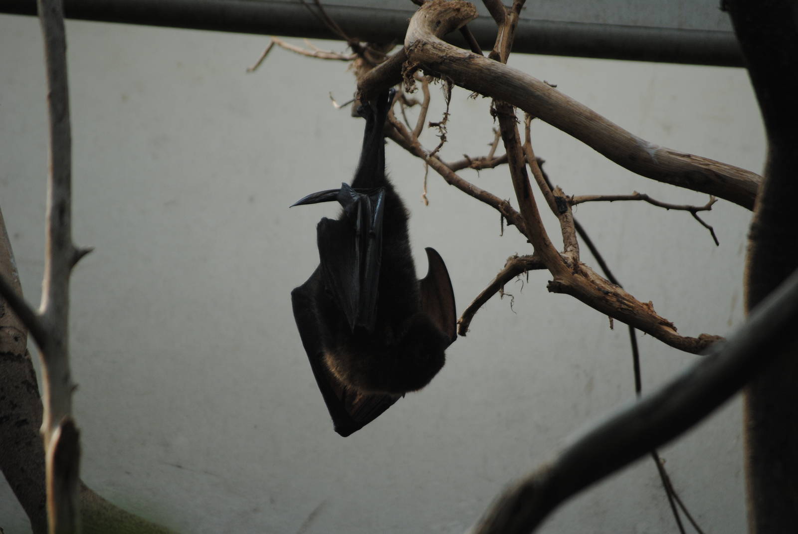 Rodrigues Flying Fox