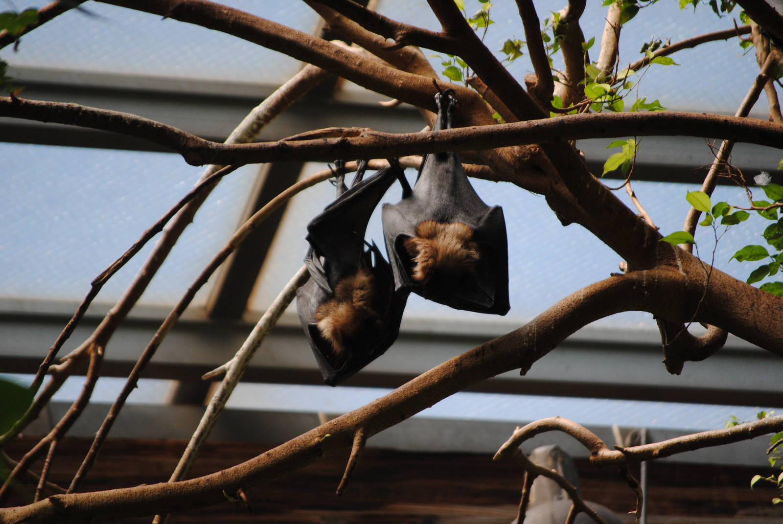 Rodrigues Flying Fox