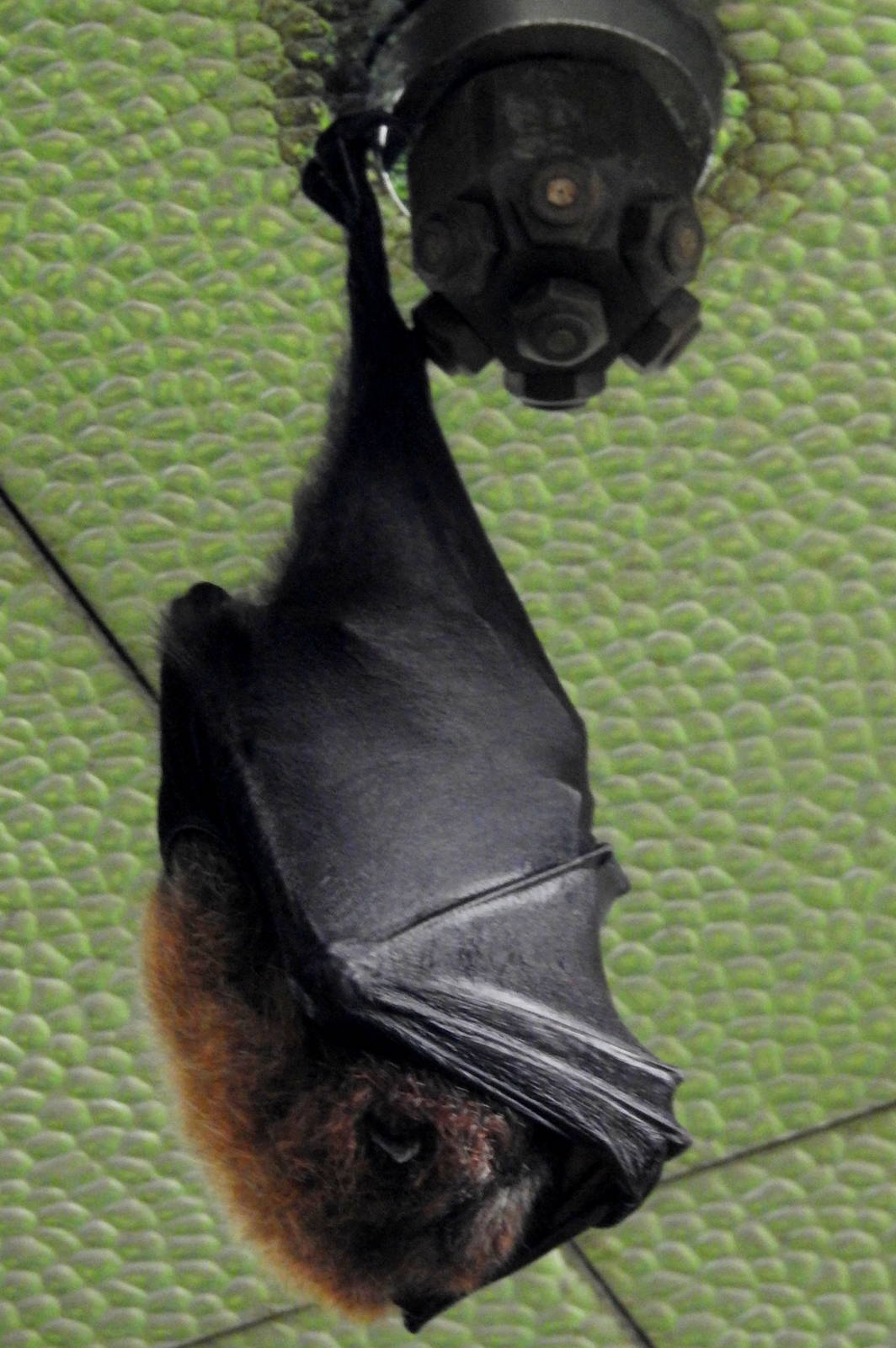 Rodrigues Flying Fox