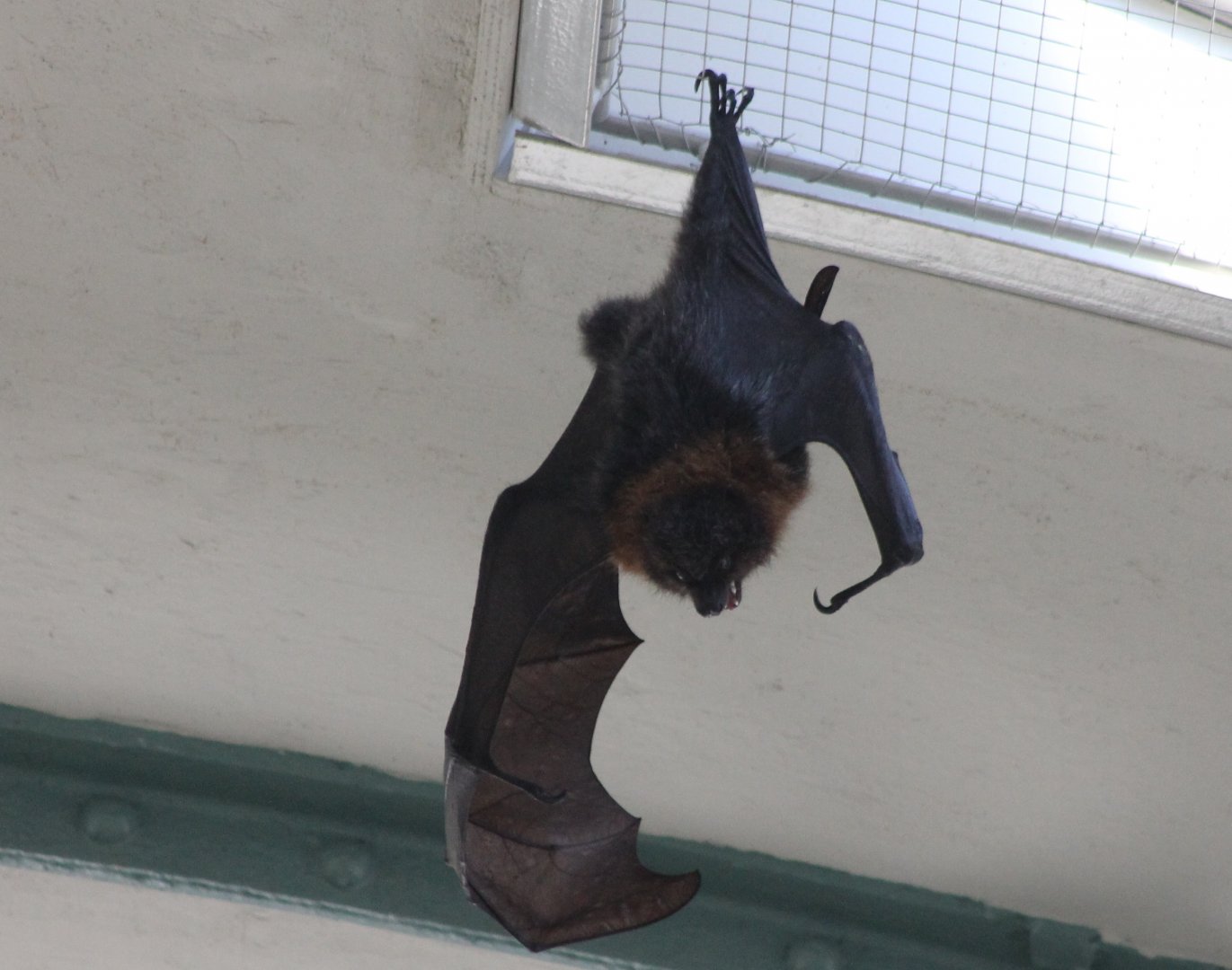 Rodrigues flying fox