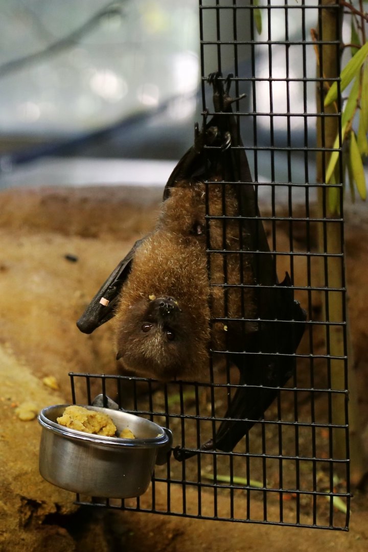 Rodrigues Flying Fox