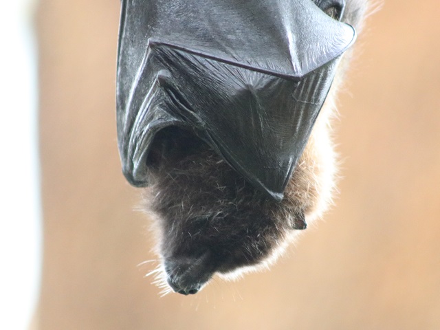 Rodrigues Flying Fox
