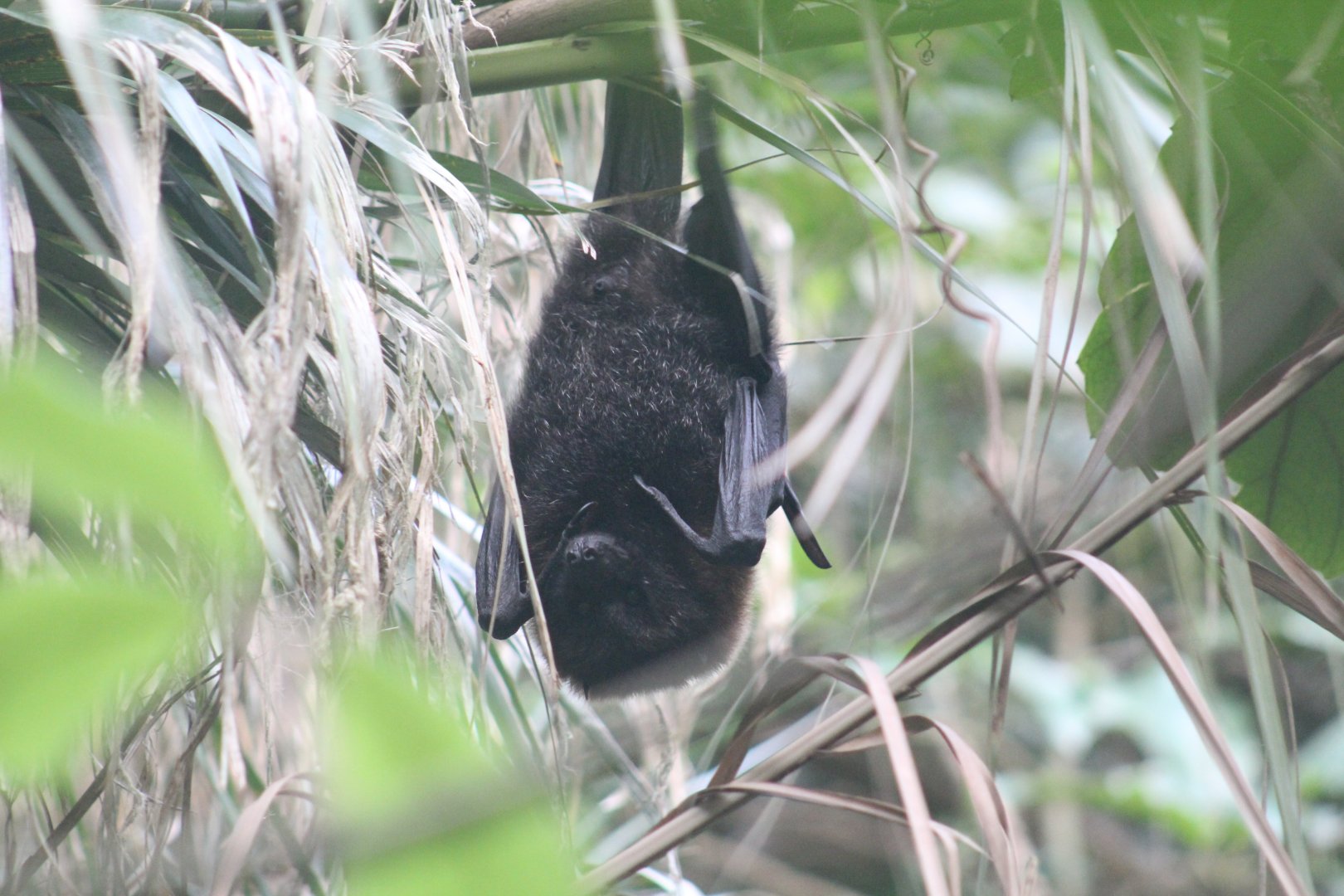 Rodrigues Flying Fox