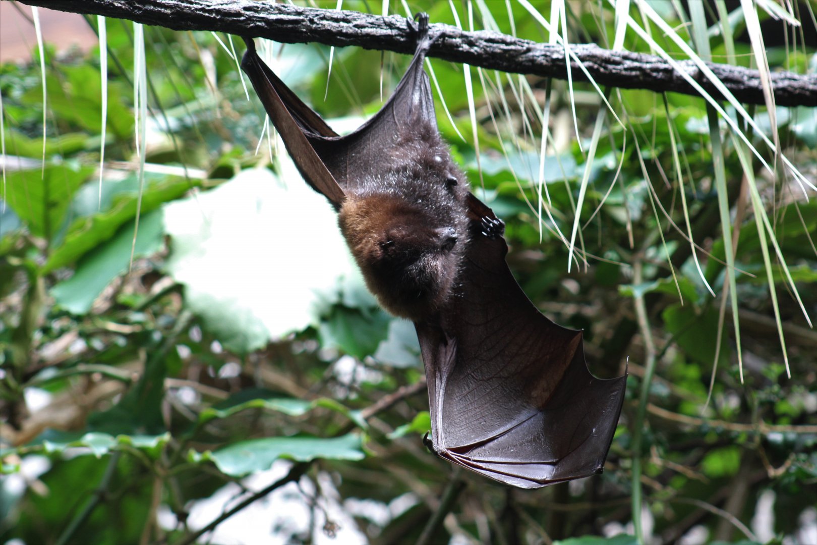 Rodrigues Flying Fox