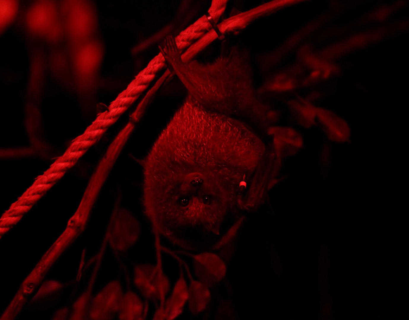 Rodrigues flying fox