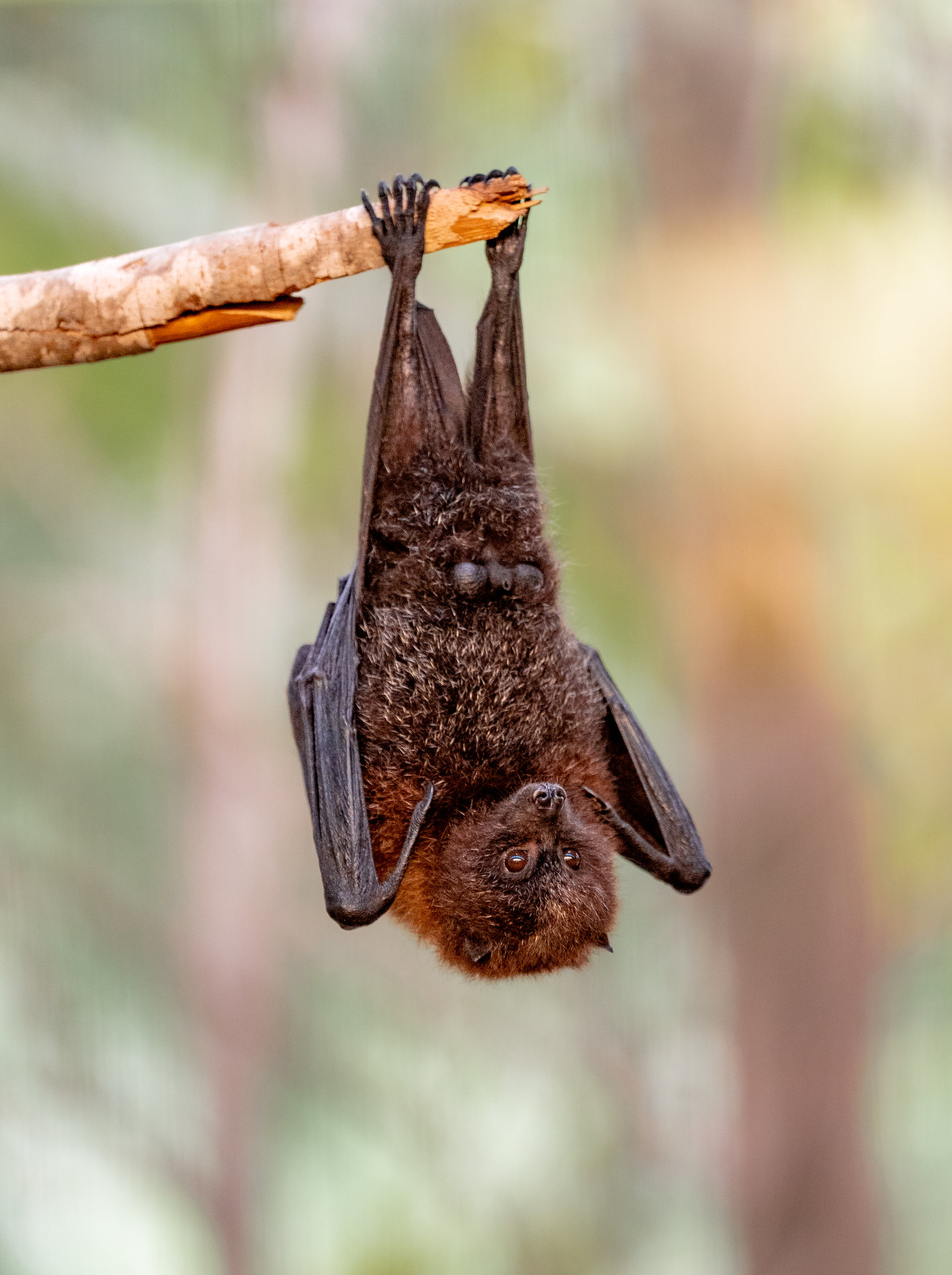 Rodrigues Flying Fox