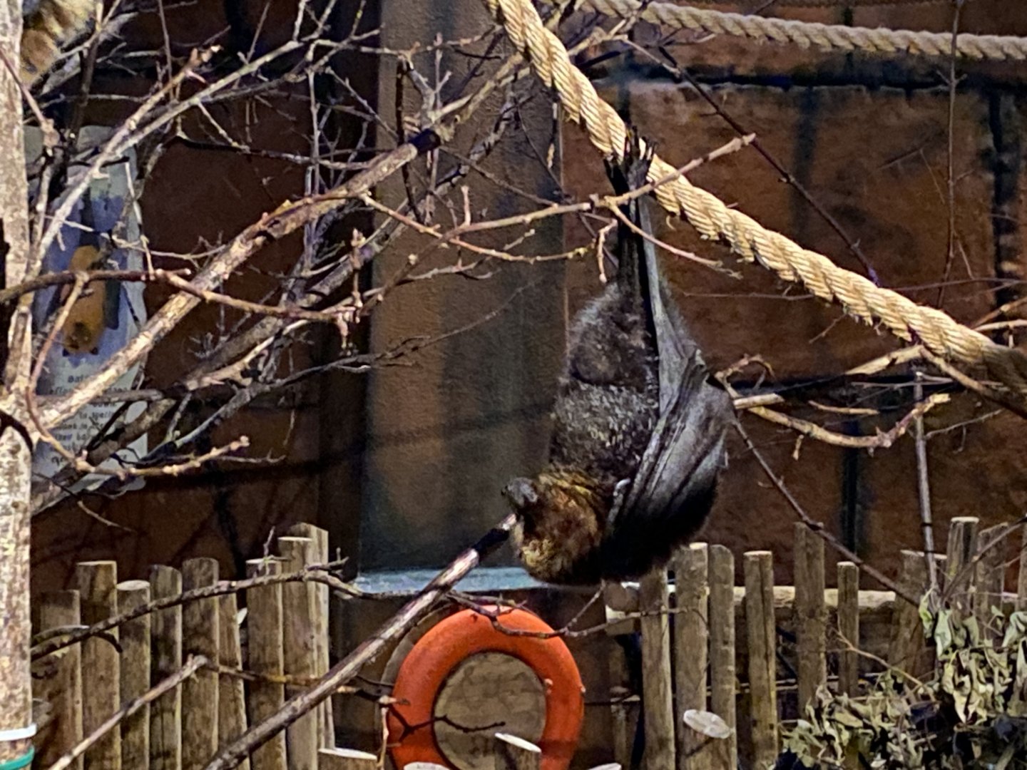 Rodrigues flying fox