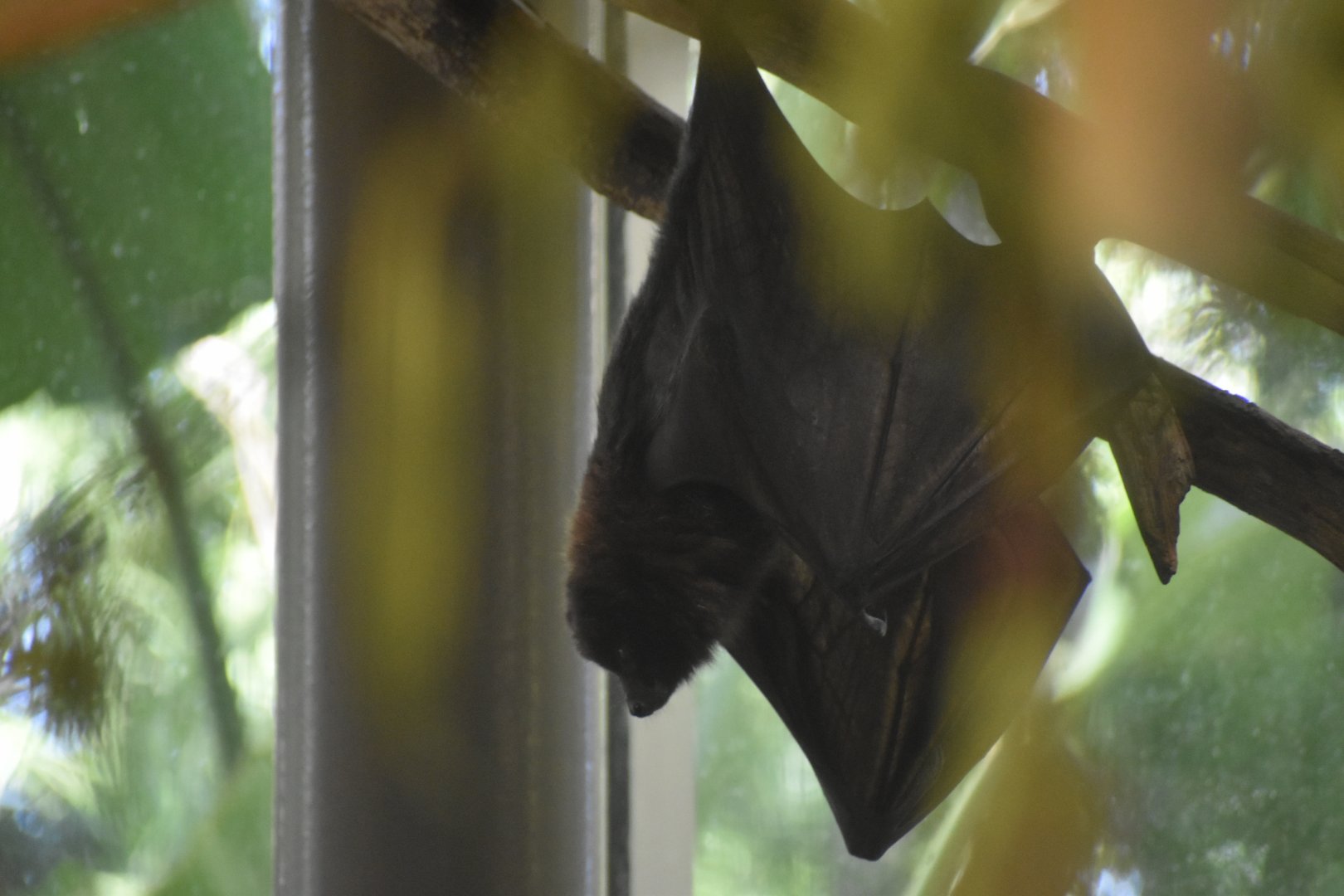 Rodrigues Flying Fox