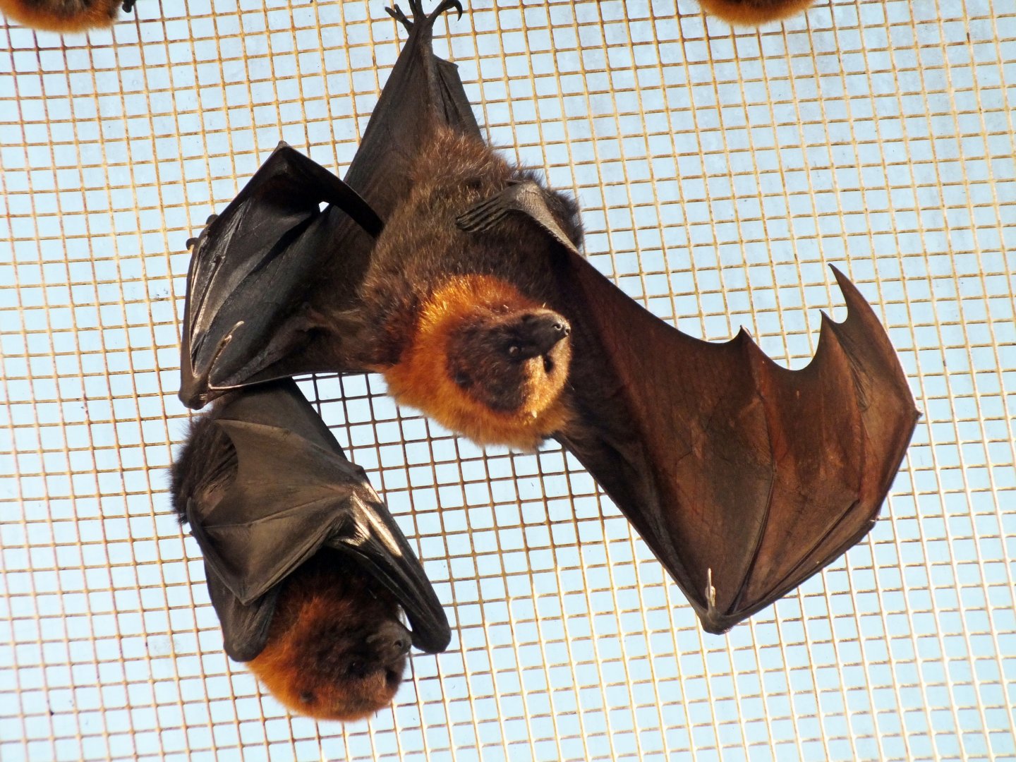 Rodrigues flying foxes