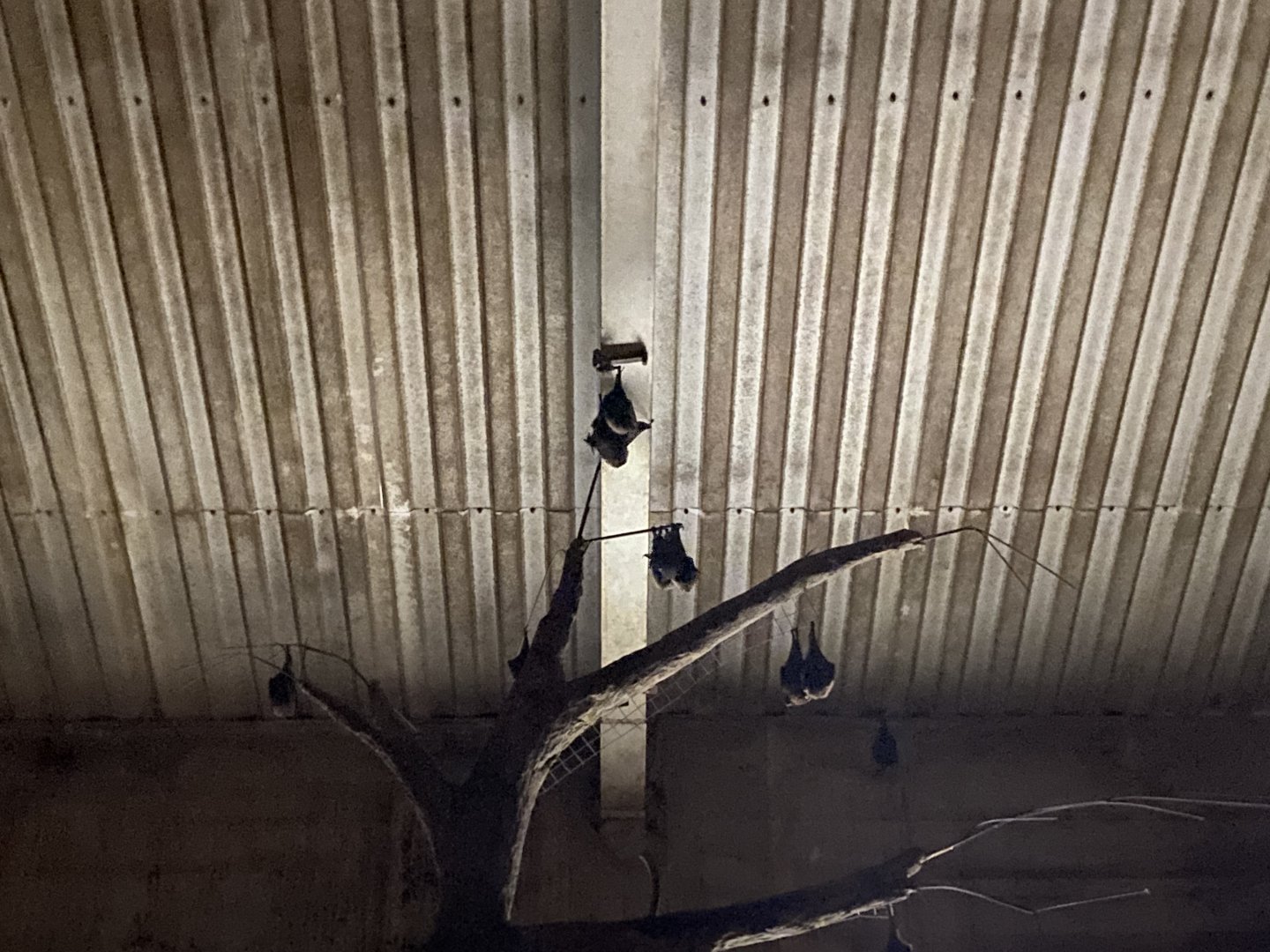 Rodrigues flying foxes