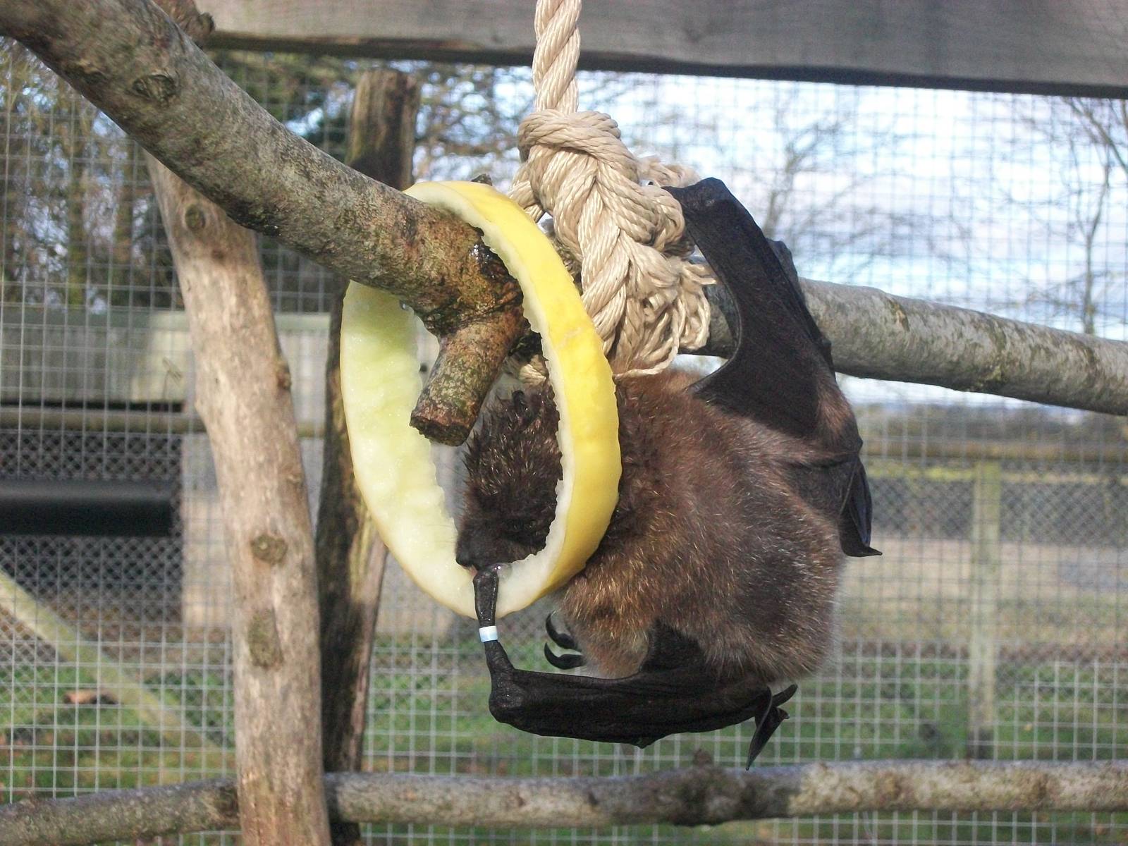 Rodrigues Fruit Bat 4th January 2013