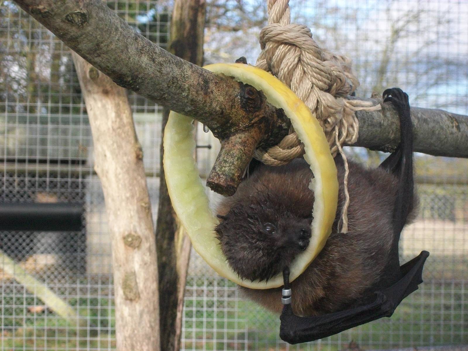 Rodrigues Fruit Bat 4th January 2013