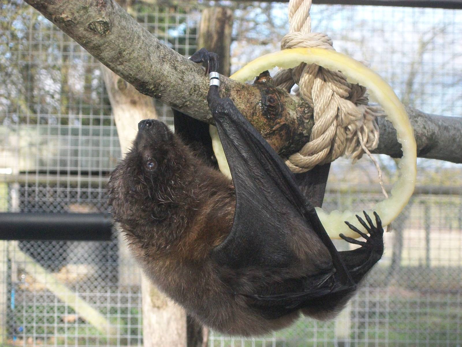 Rodrigues Fruit Bat 4th January 2013