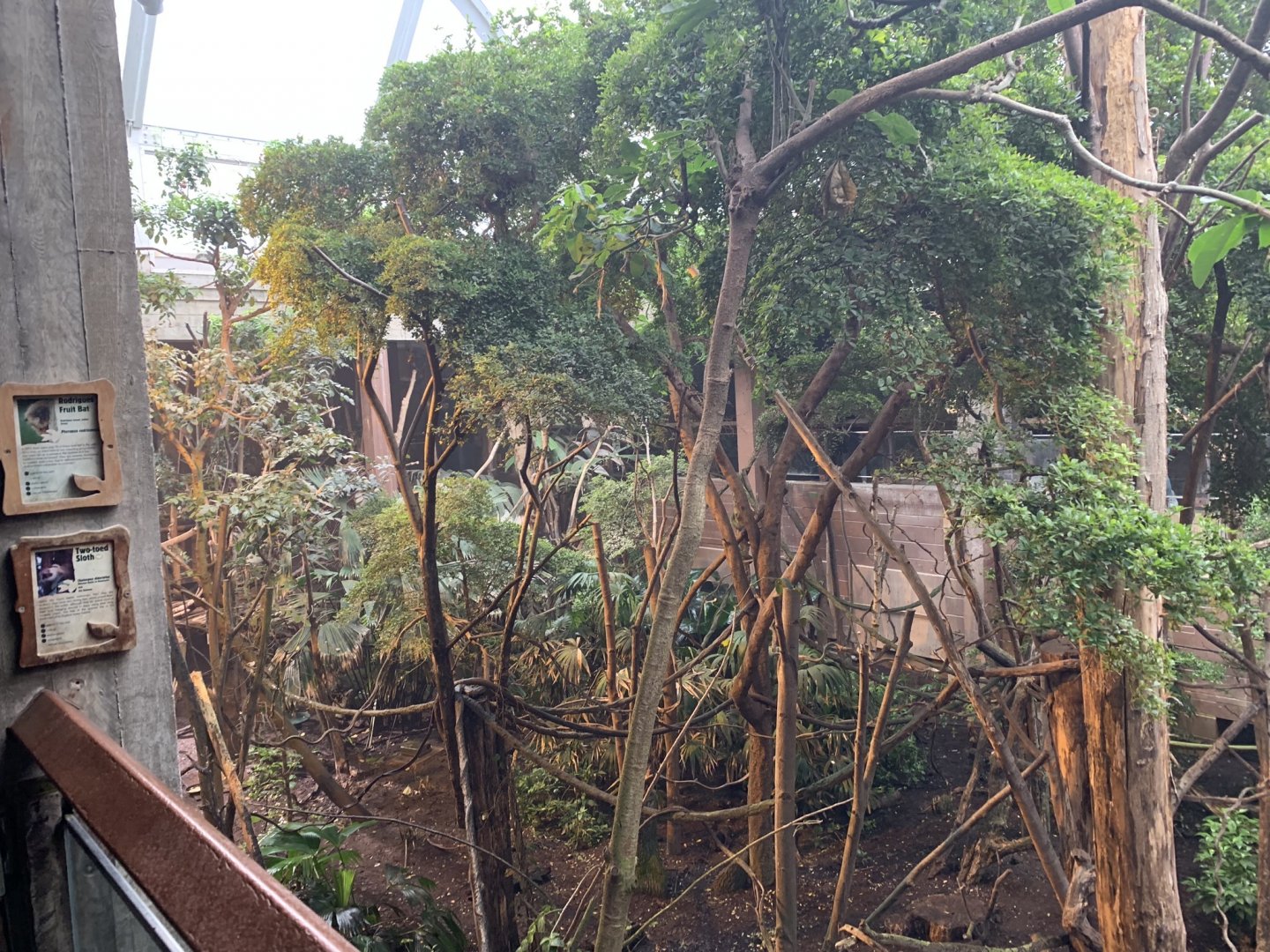 Rodrigues Fruit Bat and Two-toed Sloth Enclosure at London Zoo (2019)