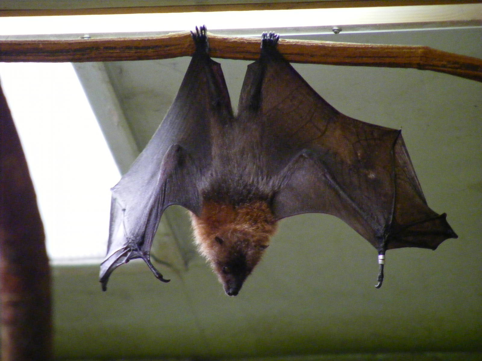 Rodrigues fruit bat at Drusillas Park, 20 March 2011