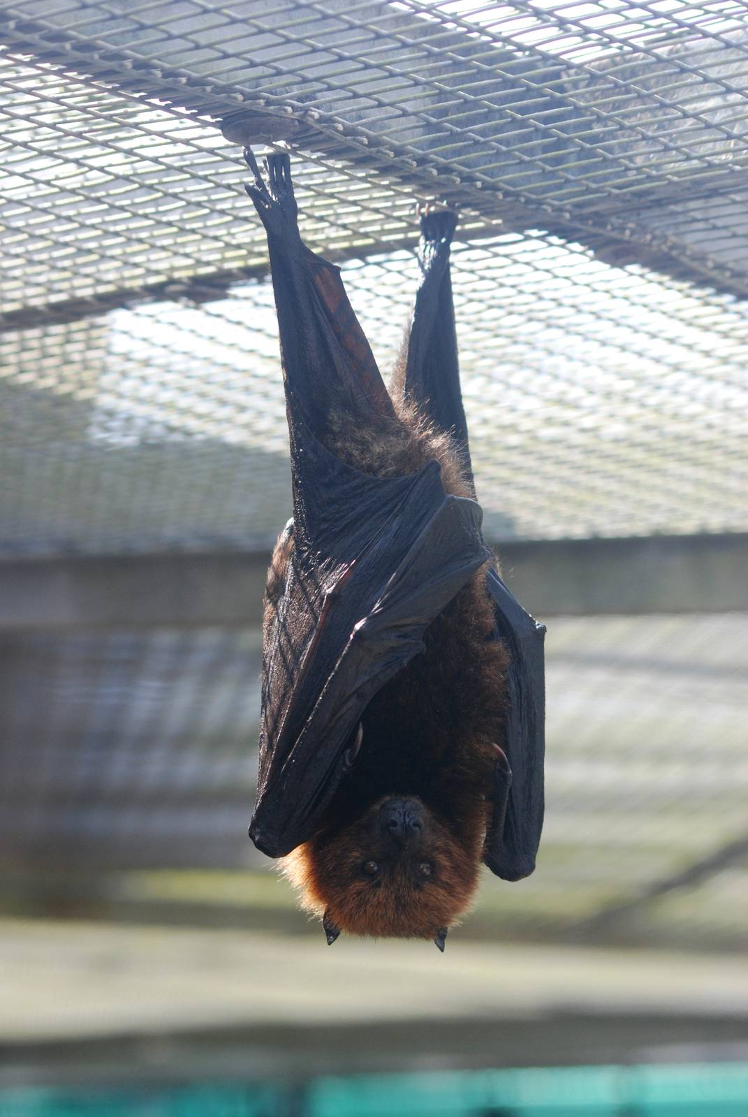 Rodrigues Fruit Bat at Lubee Bat Conservancy, 11/10/13