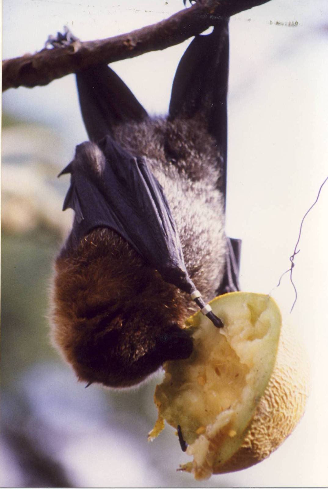 Rodrigues Fruit Bat Bristol Zoo 7 September 1996