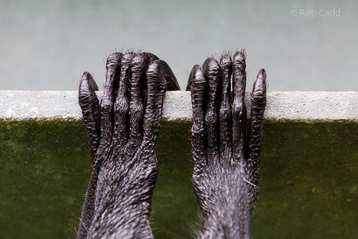 Rodrigues fruit bat : Cotswold WP : 12 Apr 2015