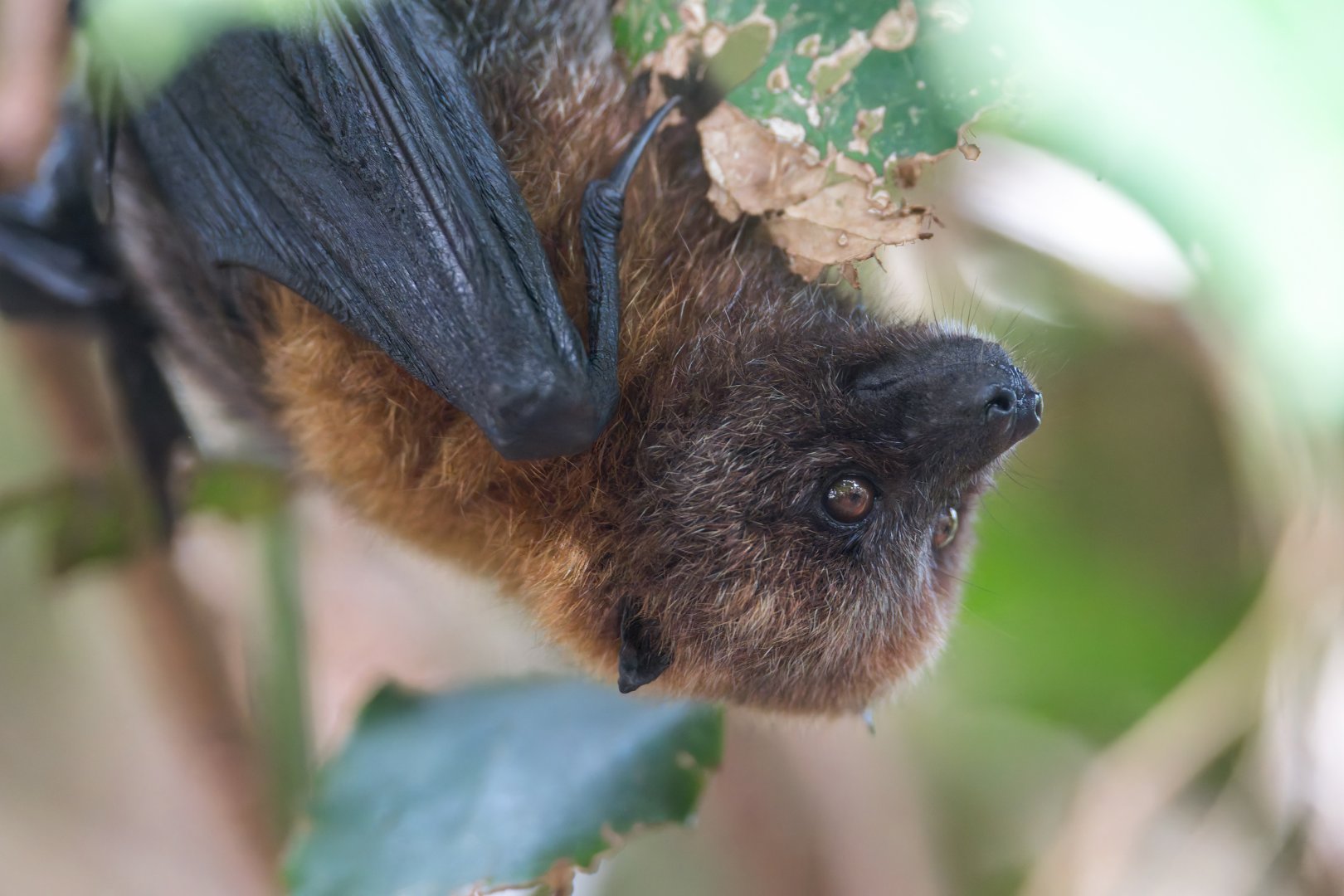 Rodrigues fruit bat, CWP, UK