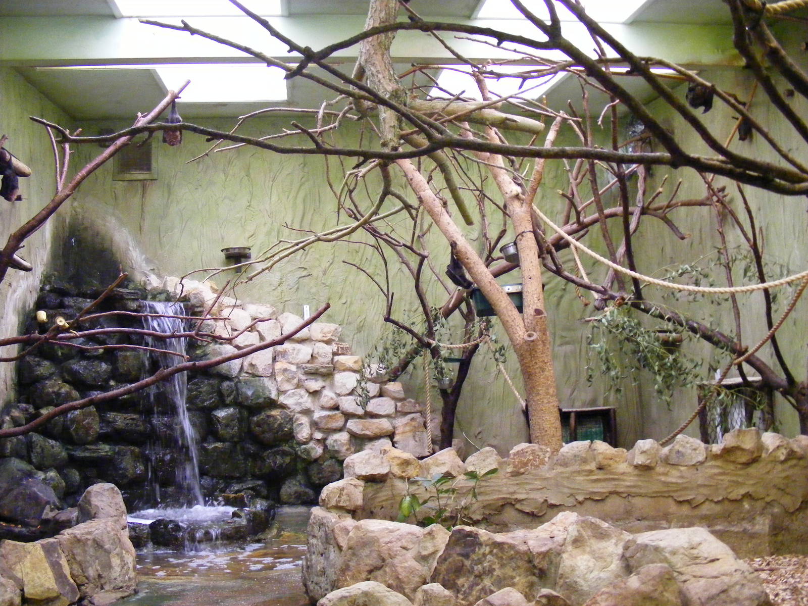 Rodrigues fruit bat enclosure at Drusillas Park, 20 March 2011