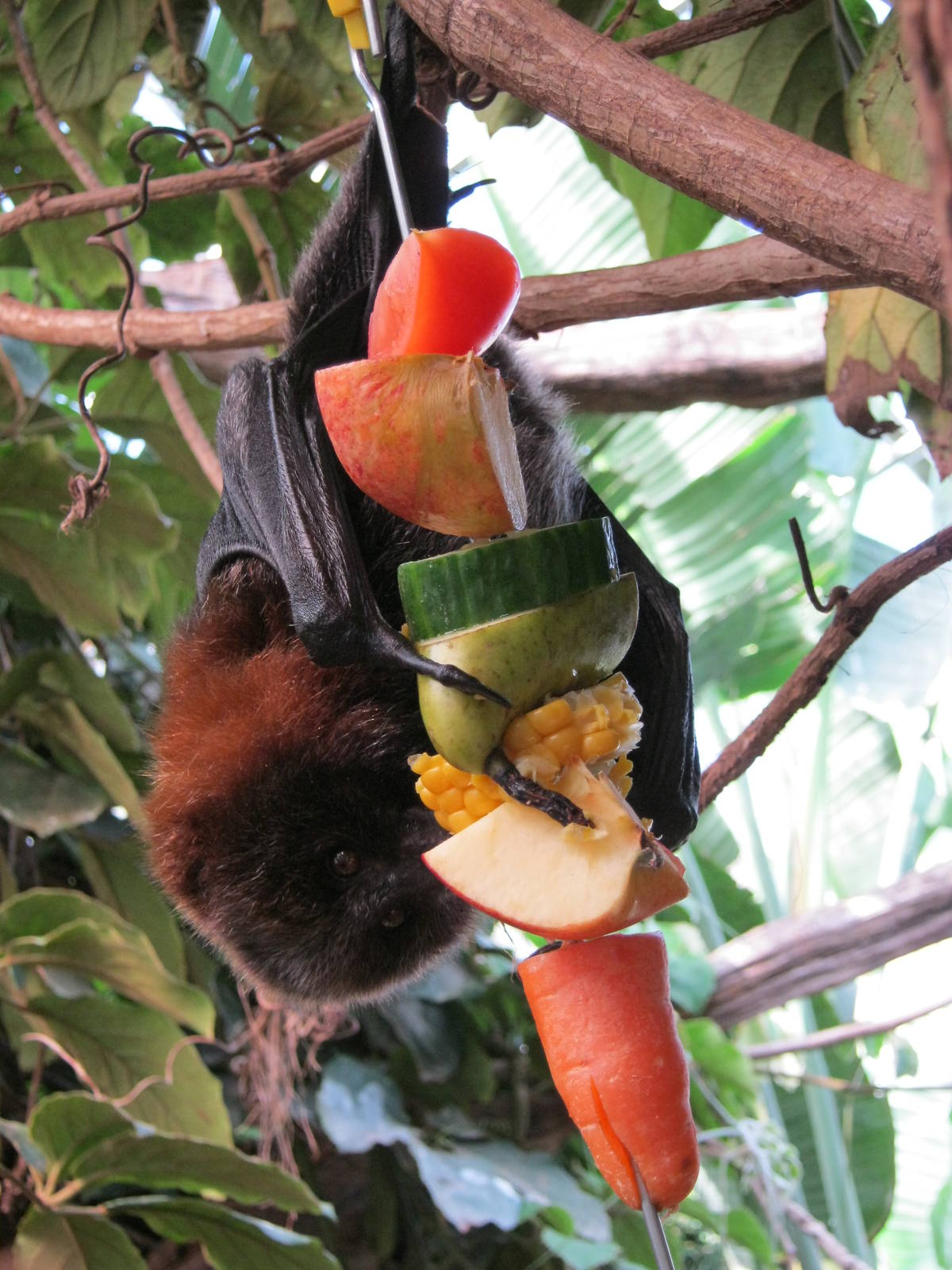 Rodrigues Fruit Bat enjoying fruit kebab enrichment.