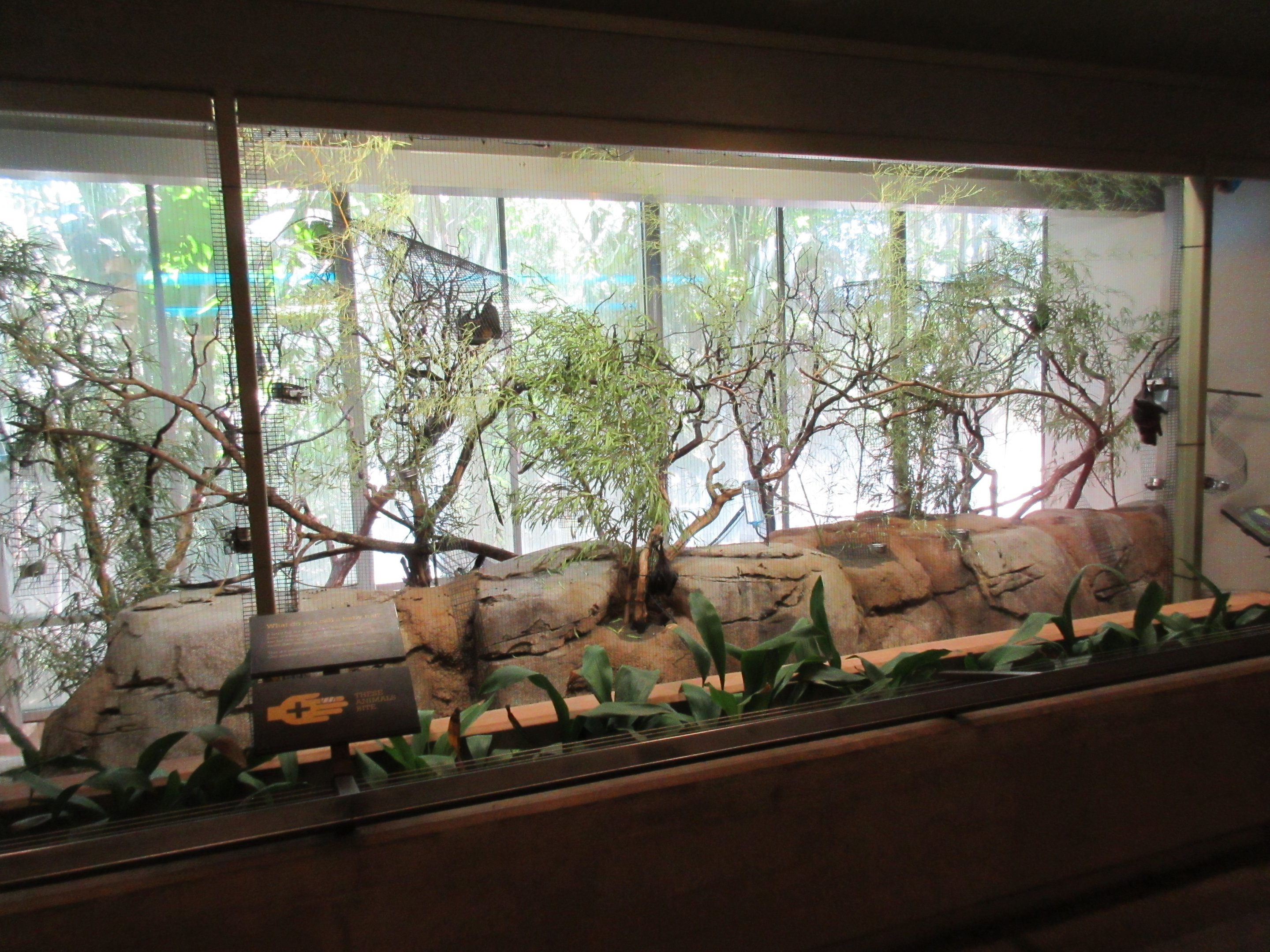 Rodrigues Fruit Bat Exhibit