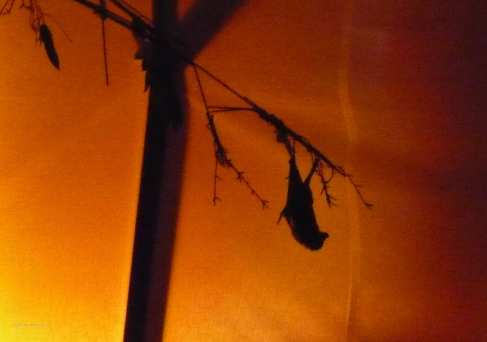 Rodrigues Fruit Bat in Fruit Bat Forest 4th Feb 2012