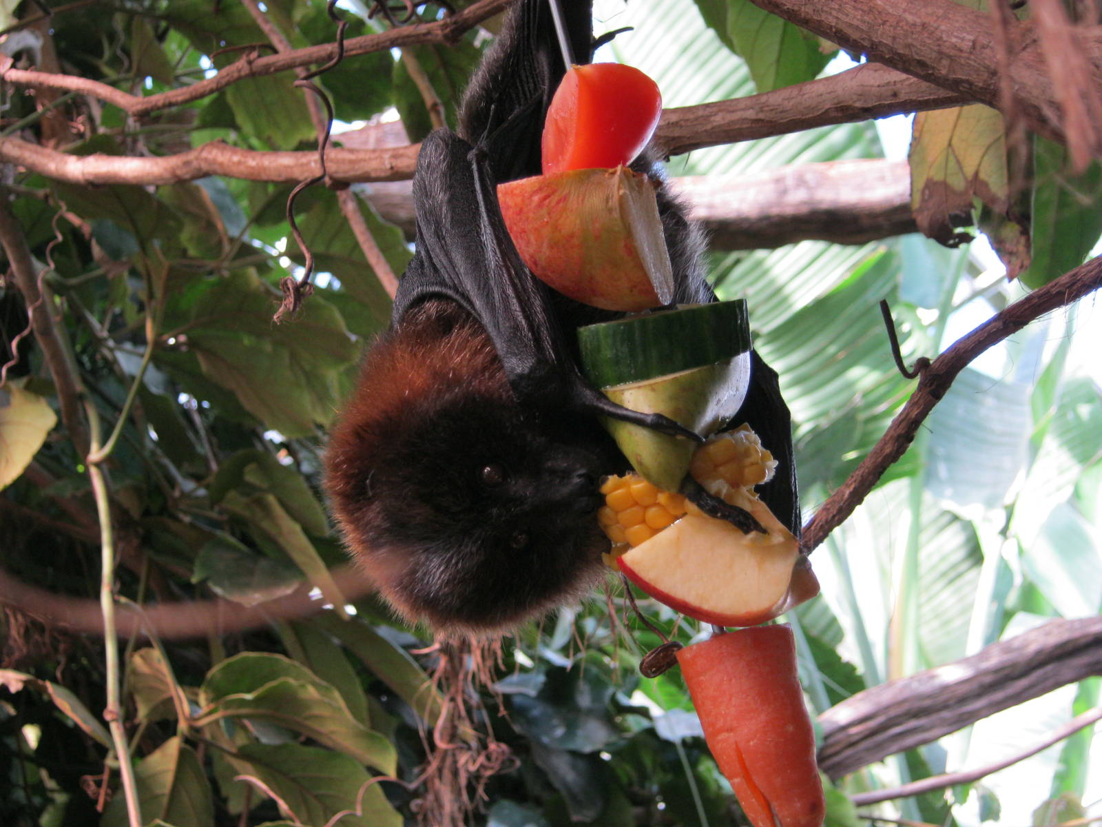 Rodrigues Fruit Bat in Tropical House