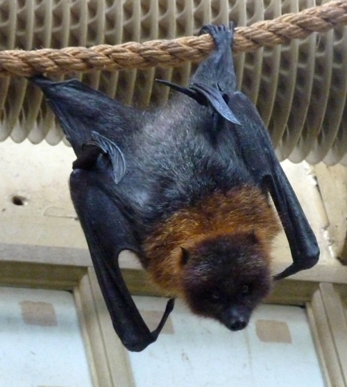 Rodrigues fruit bat (Pteropus rodricensis)