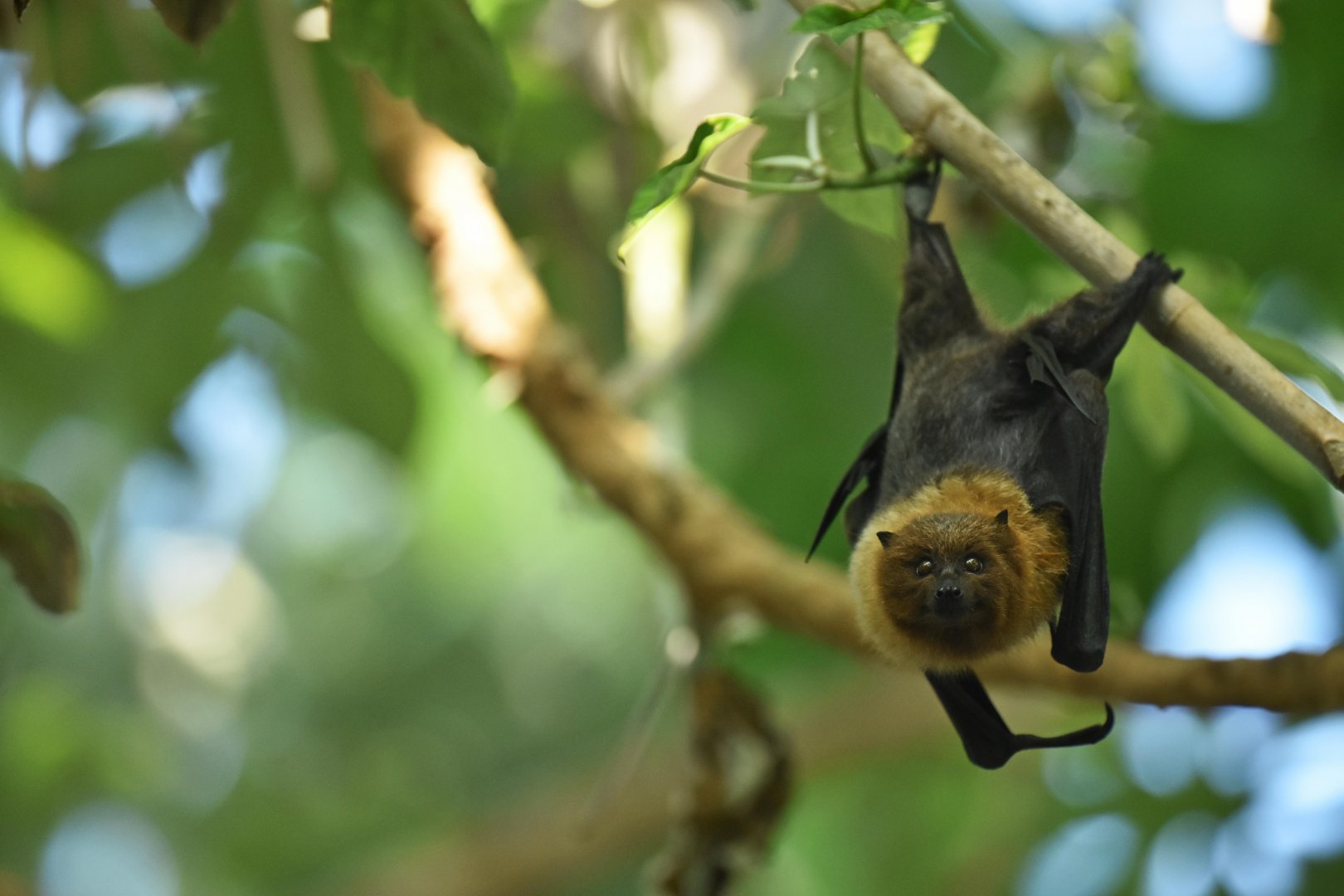 Rodrigues fruit bat (Pteropus rodricensis)