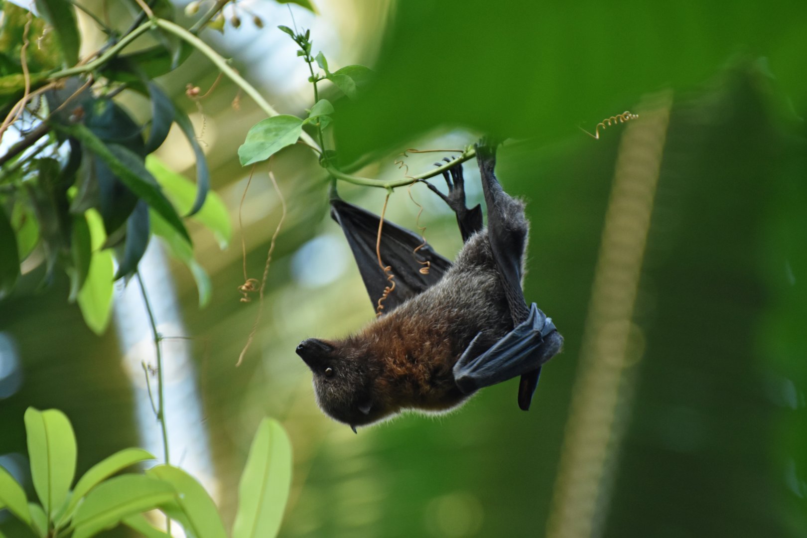Rodrigues fruit bat (Pteropus rodricensis)
