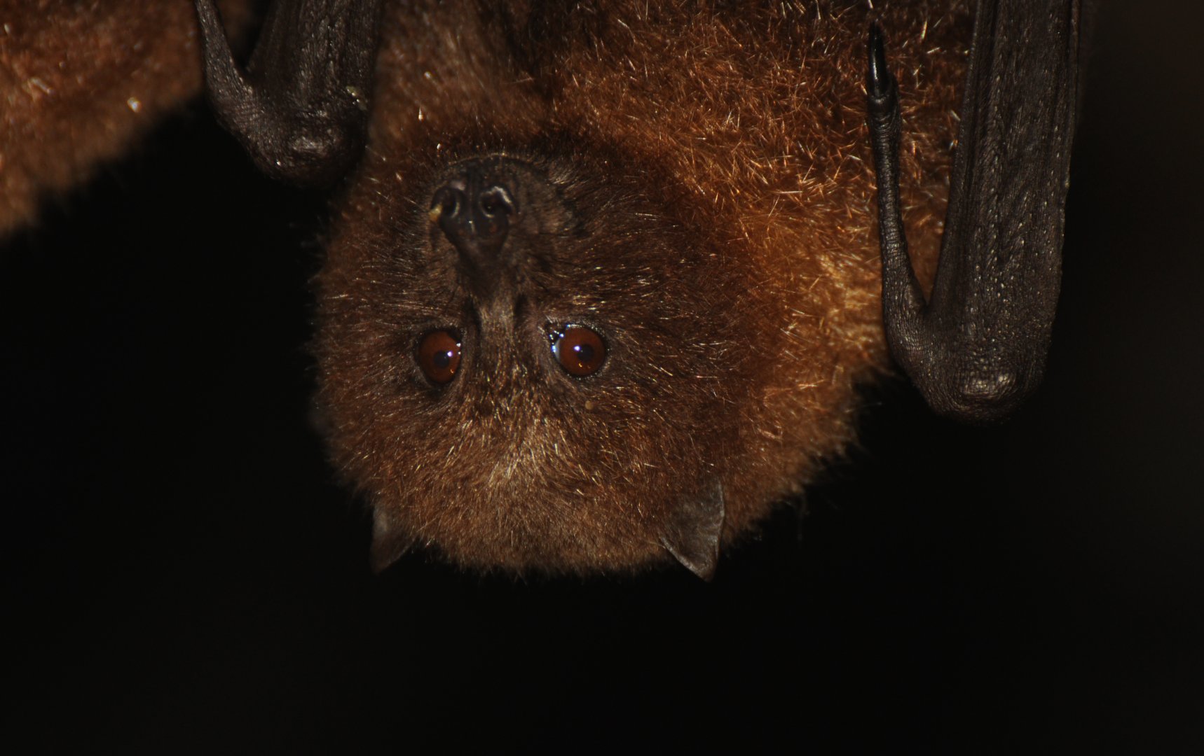 Rodrigues fruit bat (Pteropus rodricensis)