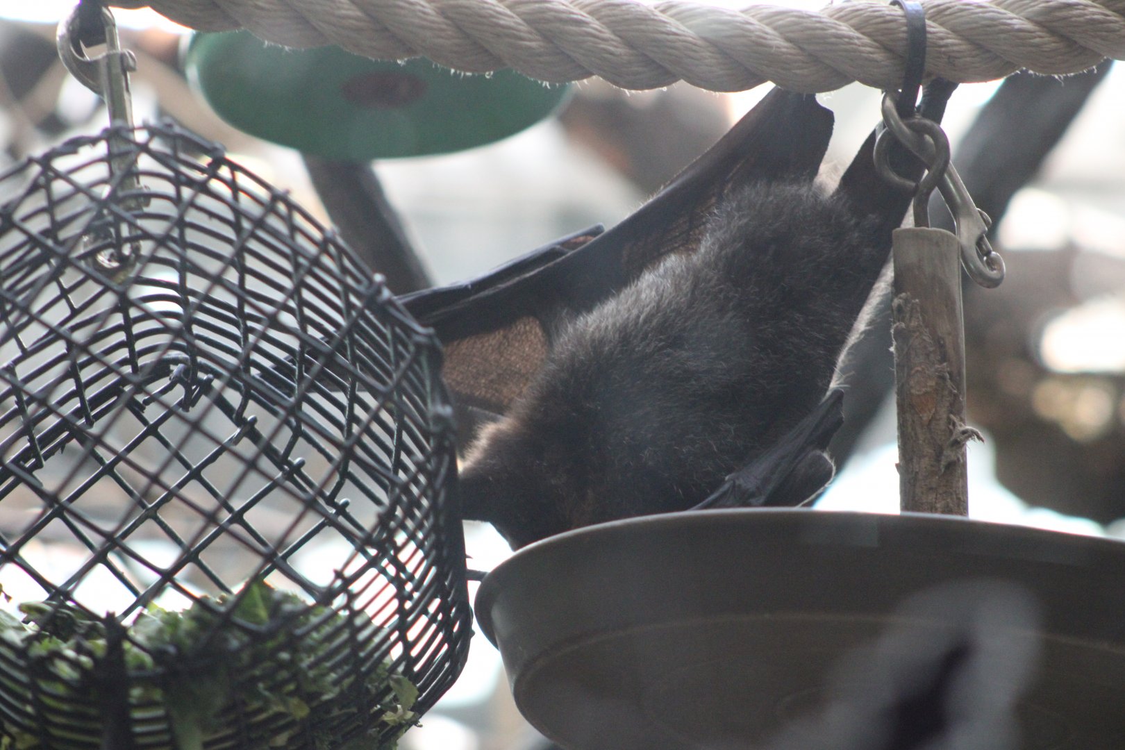 Rodrigues Fruit Bat (Pteropus rodricensis)