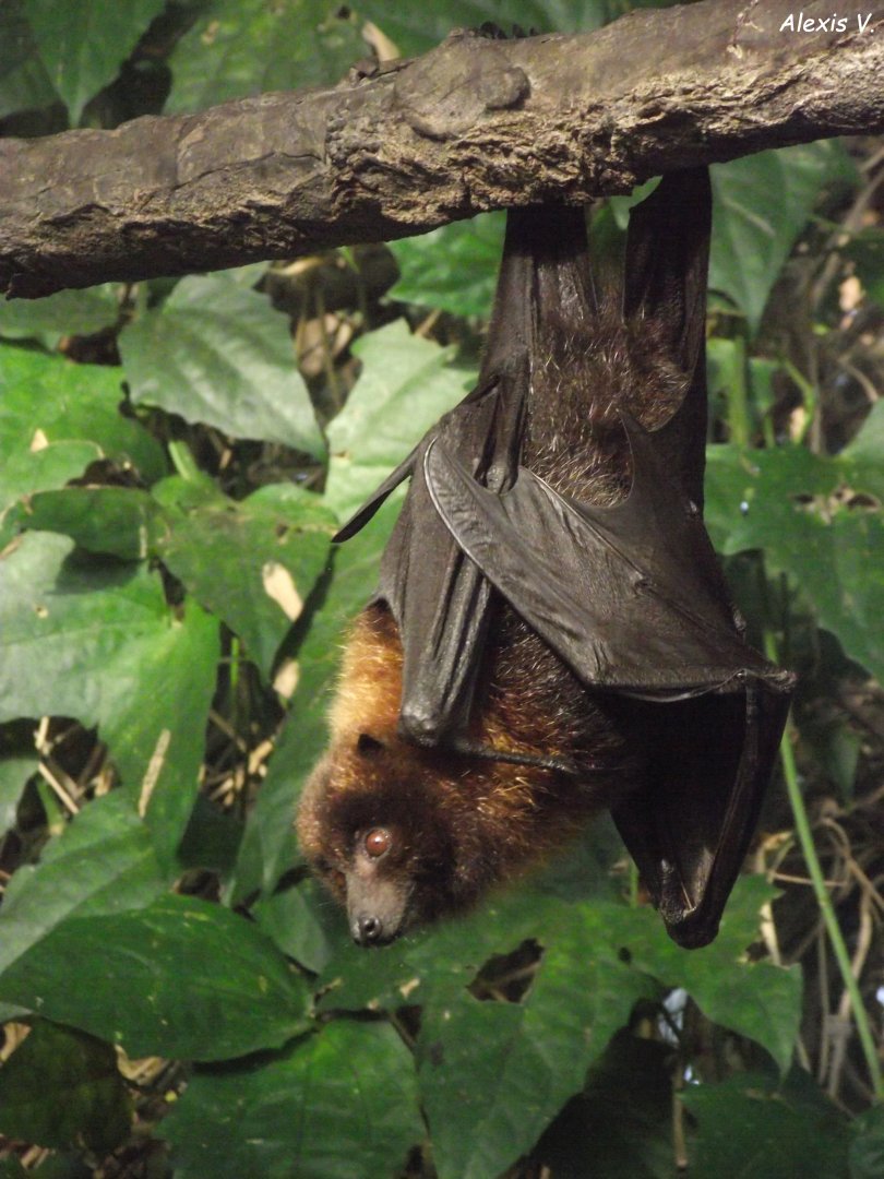 Rodrigues Fruit Bat - Zooparc de Beauval - 13/10/2024