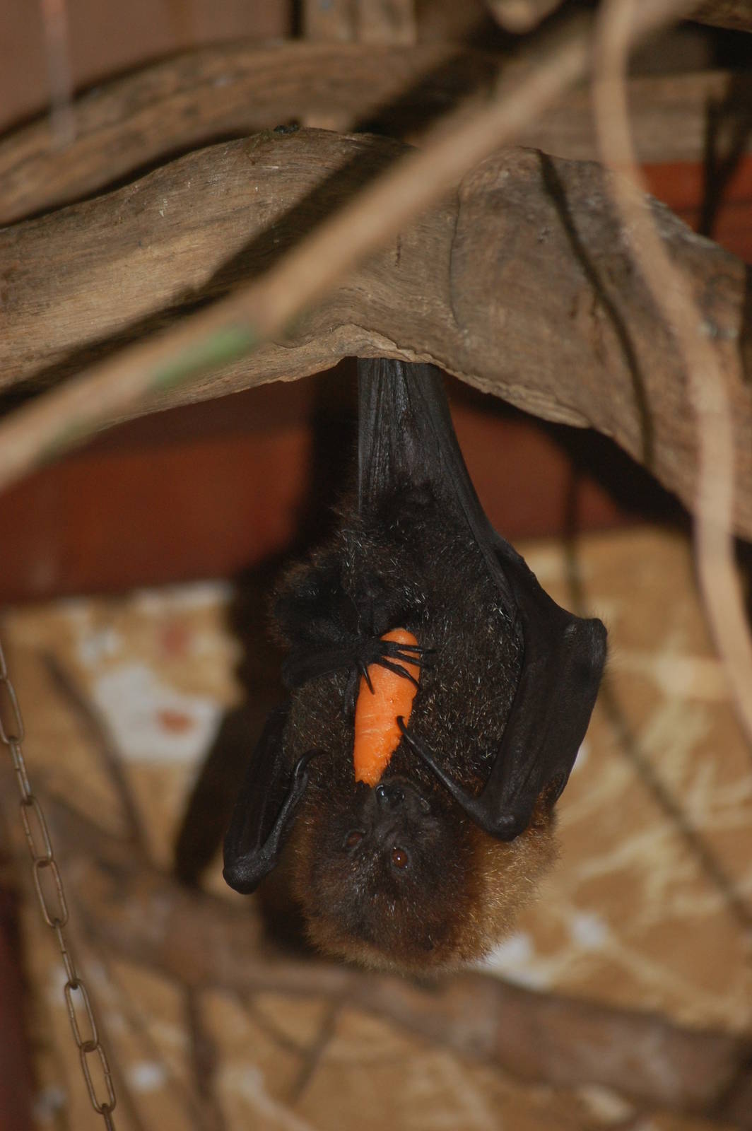 Rodrigues Fruit Bat