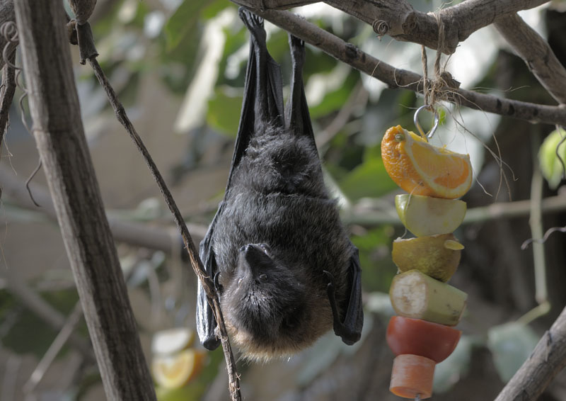 Rodrigues fruit bat