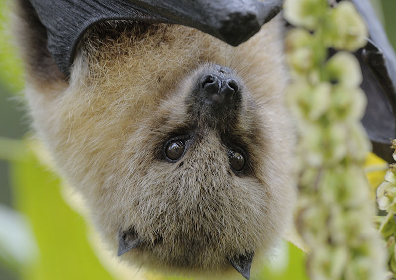 Rodrigues fruit bat