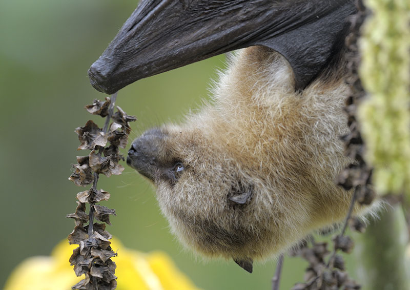 Rodrigues fruit bat